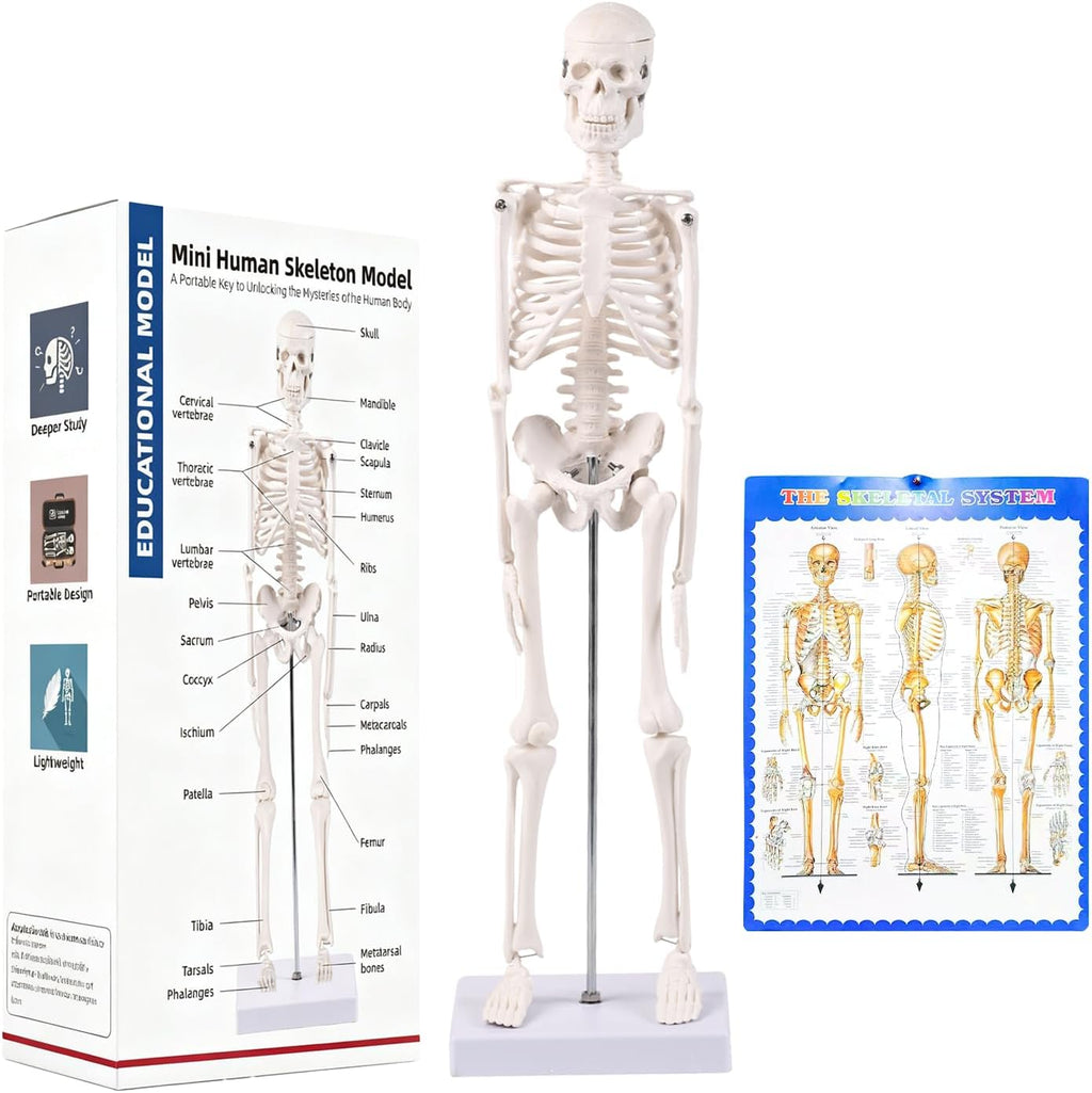 17.72 Inch Mini Skeleton Anatomy Model,Realistic Human Skeleton Model with Movable Arms and Legs, Scientific