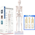 17.72 Inch Mini Skeleton Anatomy Model,Realistic Human Skeleton Model with Movable Arms and Legs, Scientific