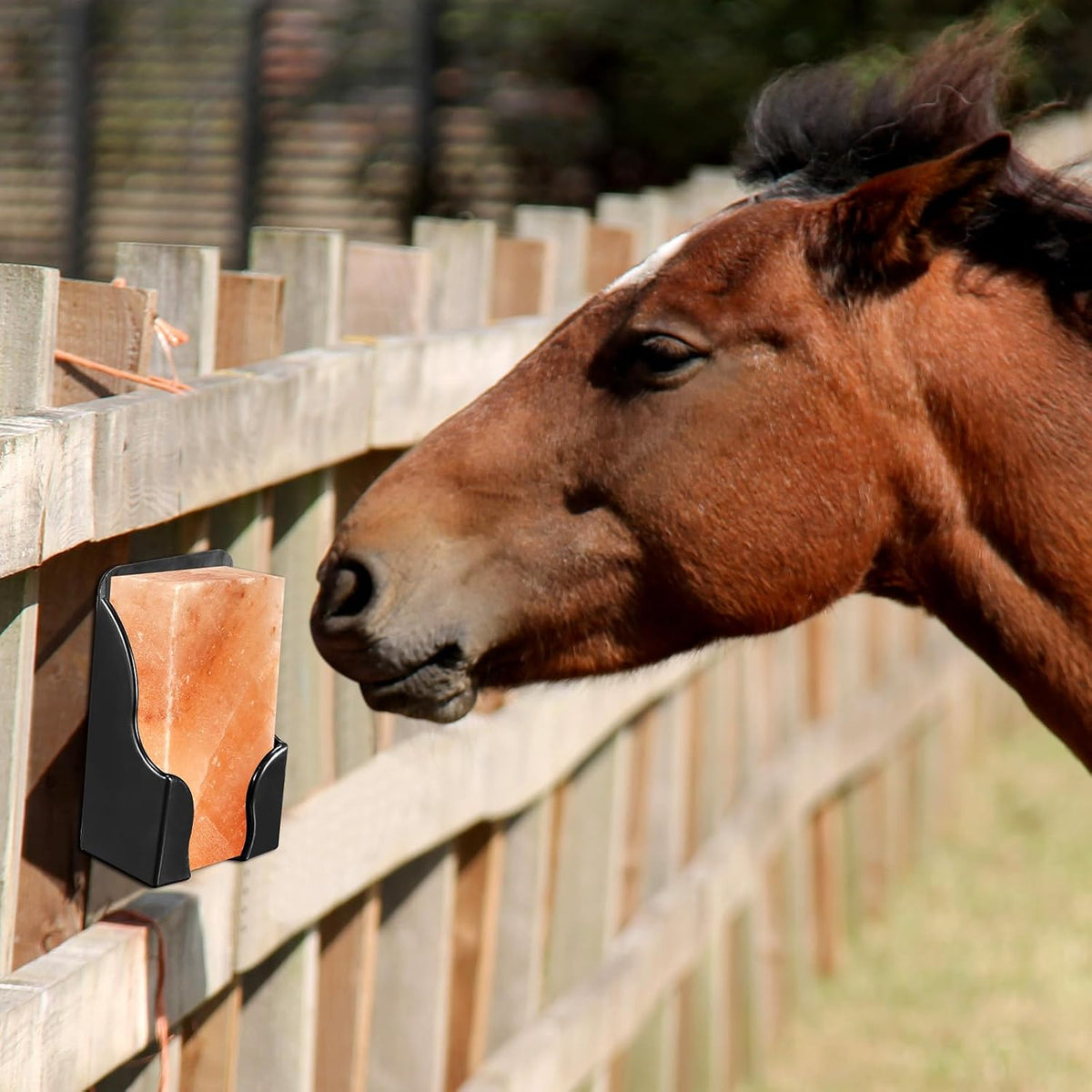 4 Pcs Salt Block Holder for Horses Wall Mounted Plastic Stand
