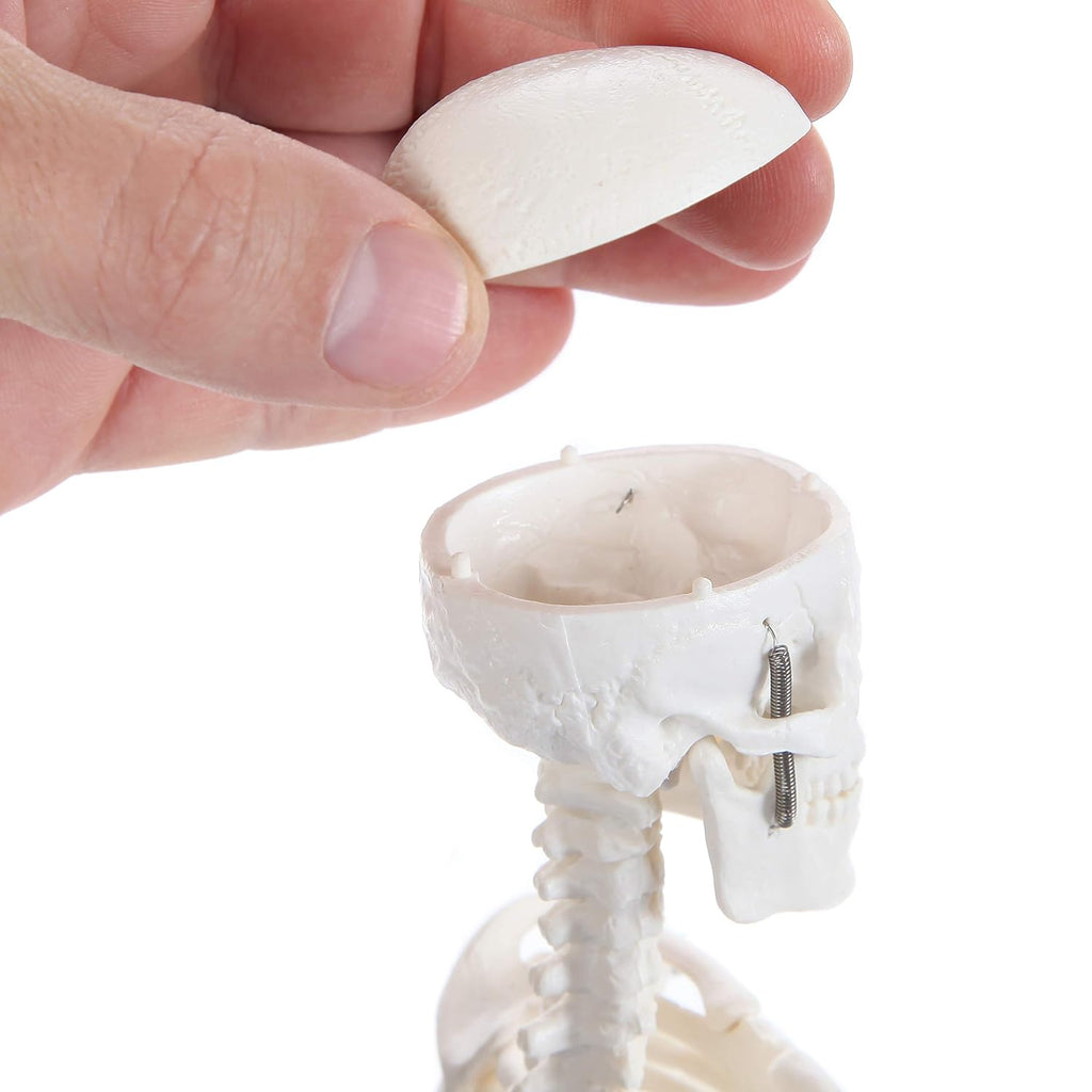 Human Skeleton Model, 19" Desktop Skeleton Has Movable Arms and Legs, Details Basic Human Skeletal System with
