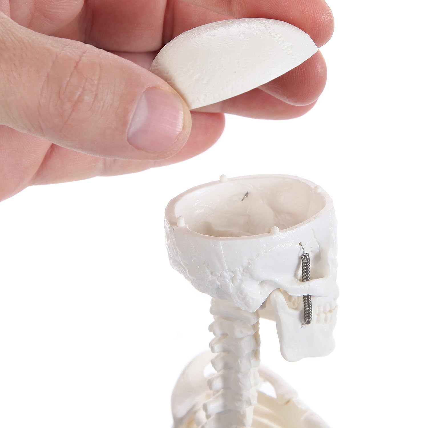 Human Skeleton Model, 19" Desktop Skeleton Has Movable Arms and Legs, Details Basic Human Skeletal System with