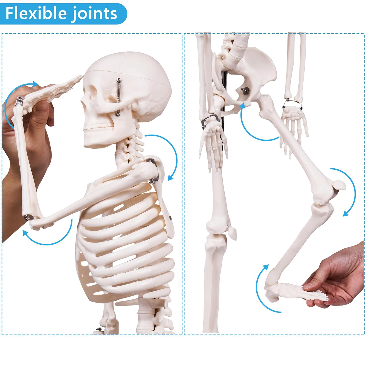 Scientifc Human Skeleton Model for Anatomy, 33.4’’ Skeleton Model with Metal Stand, Removable Arms&Legs for Student