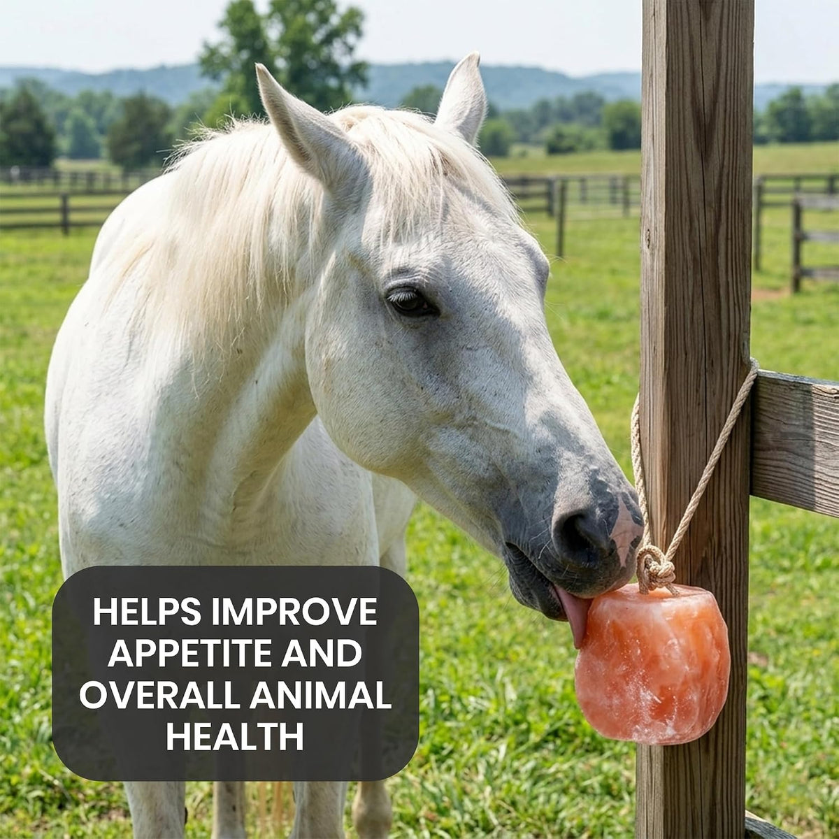 8 Himalayan Salt Block for Horses with Rope Natural Horse Salt Lick for Hydration and Mineral Support