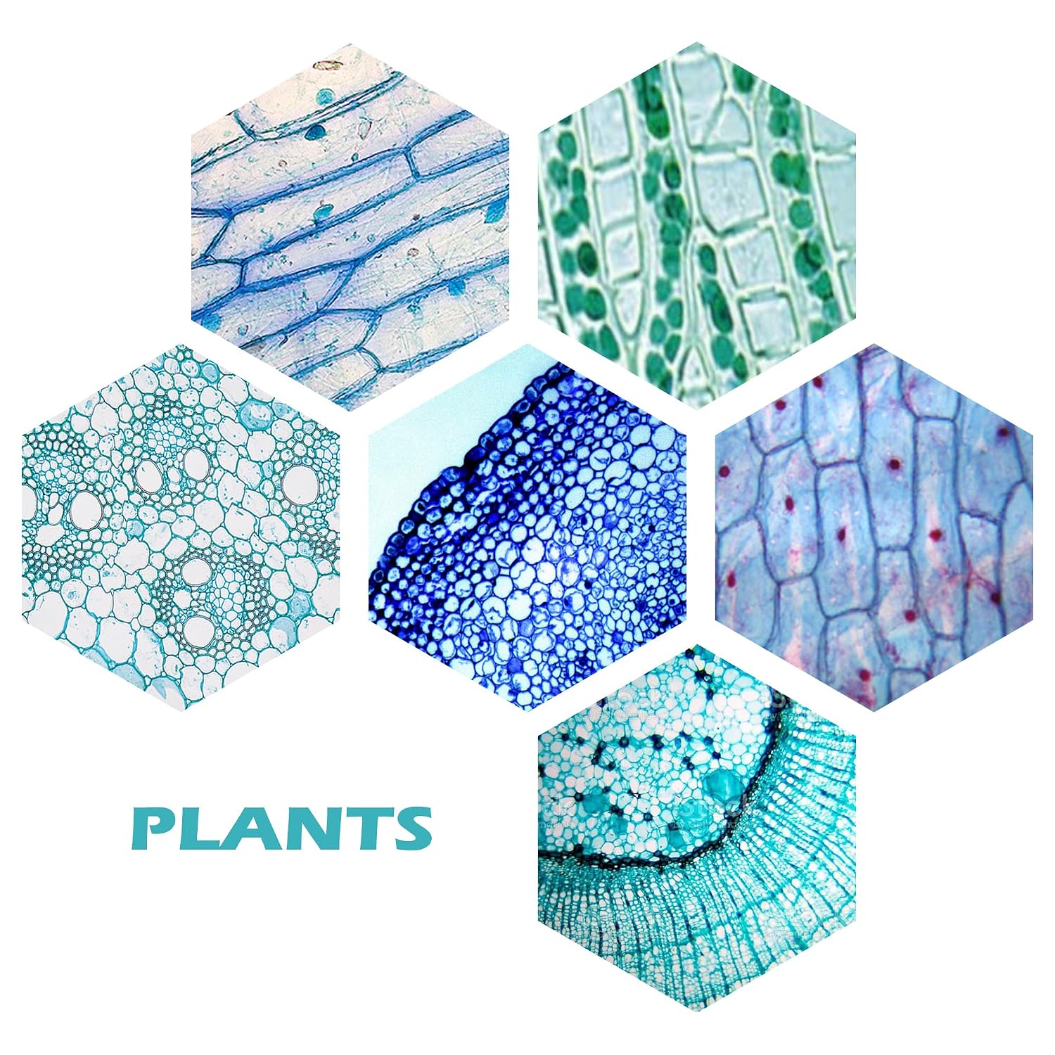 200 Packs Microscope Slides, 100 Plants & 100 Animal Tissues Includes Labels and Case for Biological Science Education