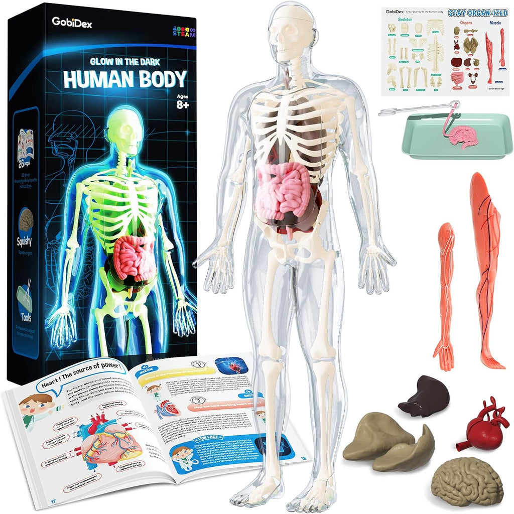 Human Body Skeleton Model Kit, Glow in The Dark Science Kit for Kid | 40 Piece Anatomy Figure, STEM Educational Toys