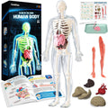 Human Body Skeleton Model Kit, Glow in The Dark Science Kit for Kid | 40 Piece Anatomy Figure, STEM Educational Toys