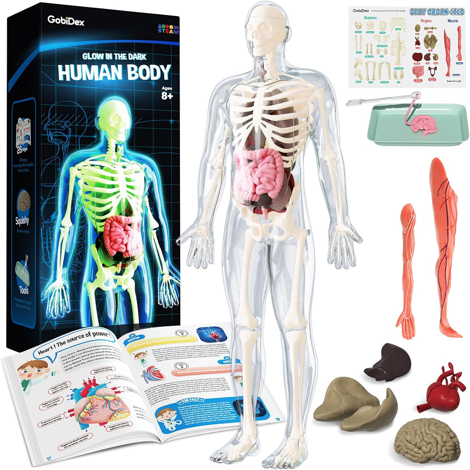Human Body Skeleton Model Kit, Glow in The Dark Science Kit for Kid | 40 Piece Anatomy Figure, STEM Educational Toys