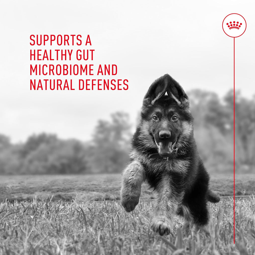 Probiotics for Dogs Digestive and Immune Health Powder Supplement for Dogs of All Ages, 30 Count