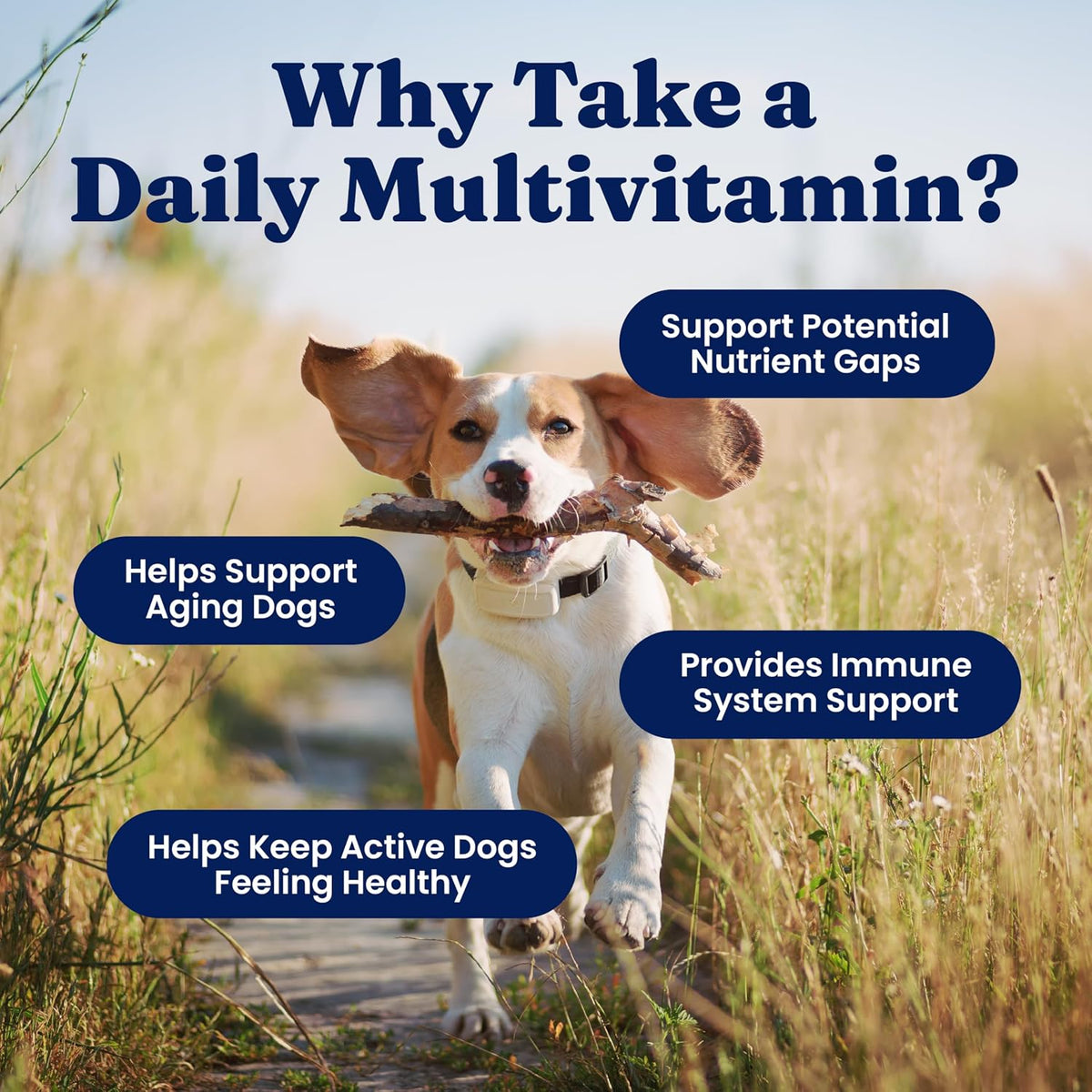 Dog Vitamins, Multivitamin Chews for Immune & Skin, 120ct