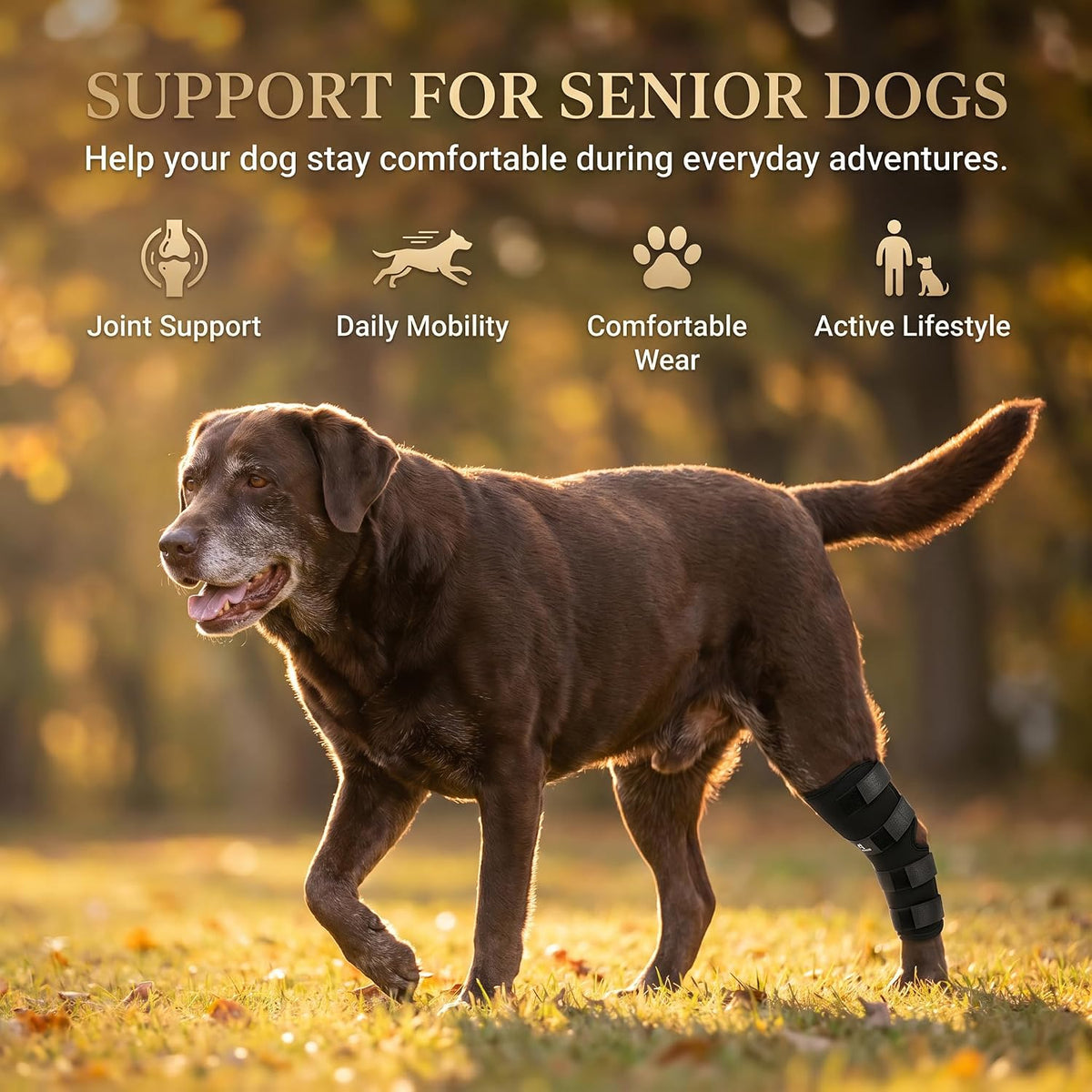 Dog Knee Brace for Hind Leg, Dog Hock Brace for Back Leg Support, Adjustable ACL CCL Brace for Dogs, Rear Leg Support