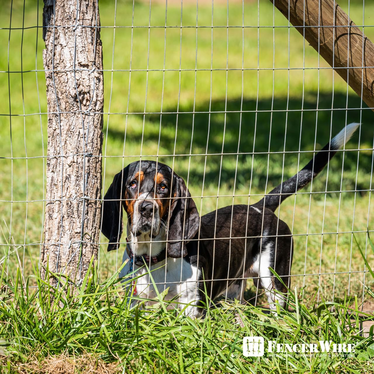 Welded Wire Fence 12.5 Gauge, Galvanized Welded Fence Wire Roll, Mesh Size 2-Inch x 4-Inch, Hog Wire Fencing Cage