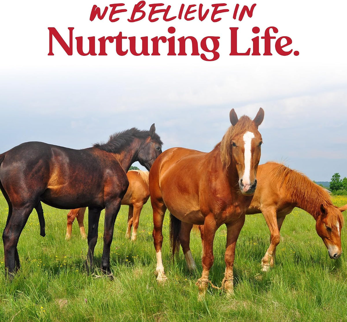 Tasty Delights Horse Treats, Apple & Oat Flavor, 3 lb Tub