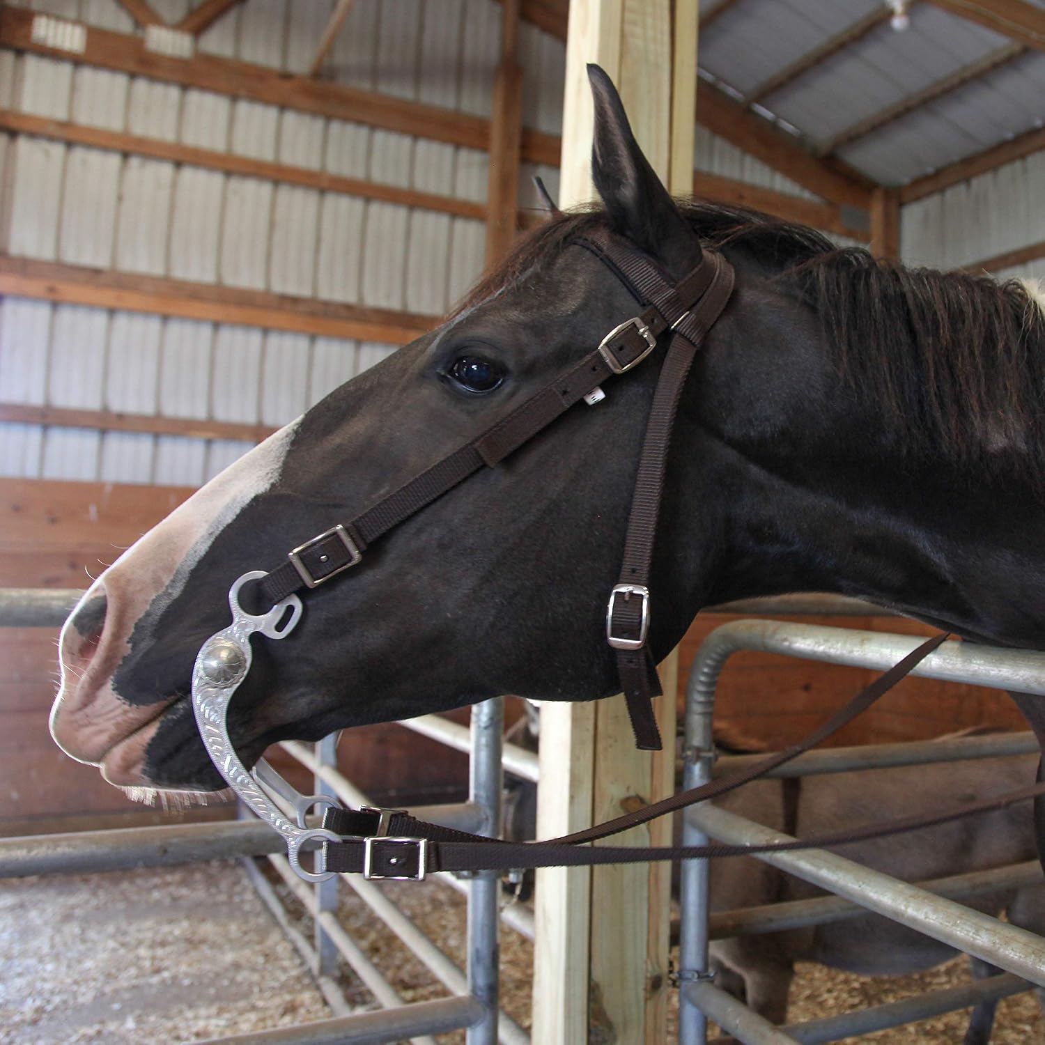 Horse Headstall with Reins, Nylon Padded Browband, Multiple Colors (Black, Full)