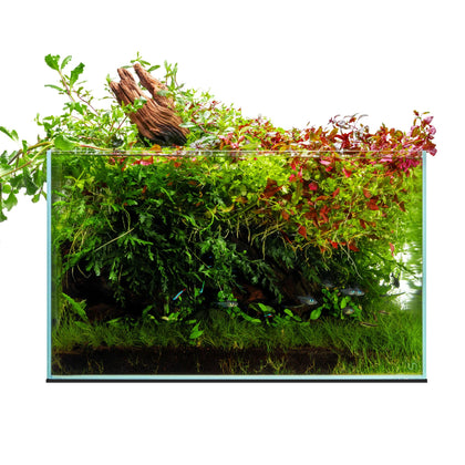 UNS Ultra Clear Rimless Tank - 20.5GAL | 77.7L - 23.62x14.17x14.17 | 60x36x36 CM, 6mm Glass Thickness, Leveling Mat