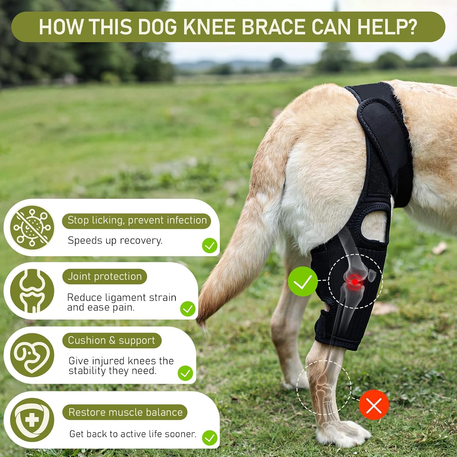 Dog Knee Braces for Back Leg, Adjustable Torn ACL Brace for Dogs, Breathable Dog Hip Brace with Stabilizers for
