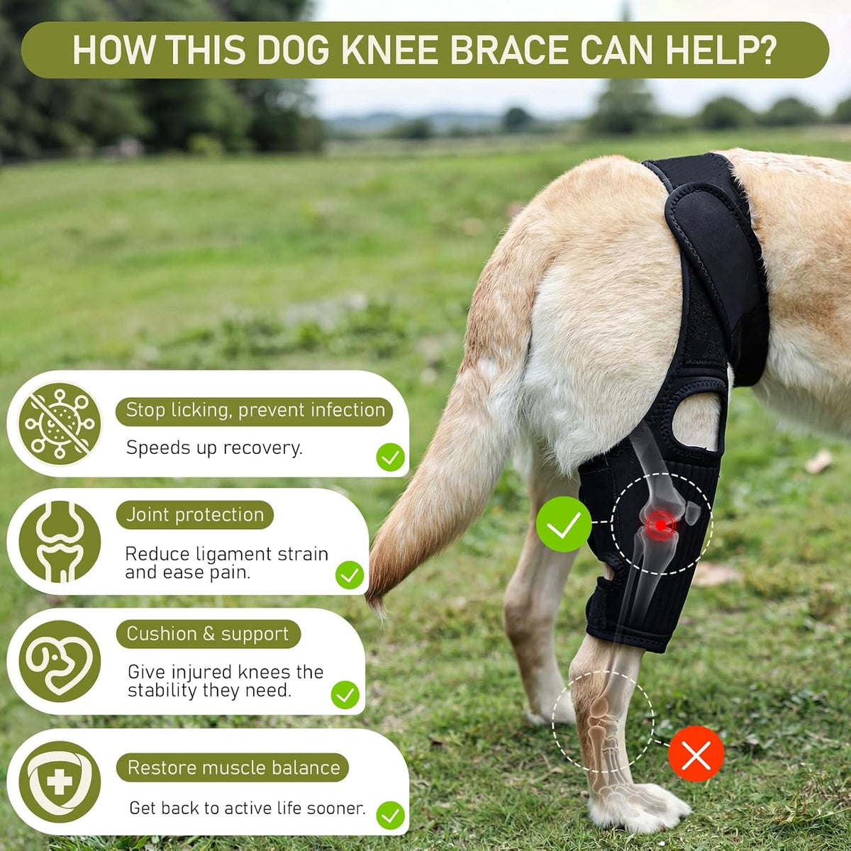 Dog Knee Braces for Back Leg, Adjustable Torn ACL Brace for Dogs