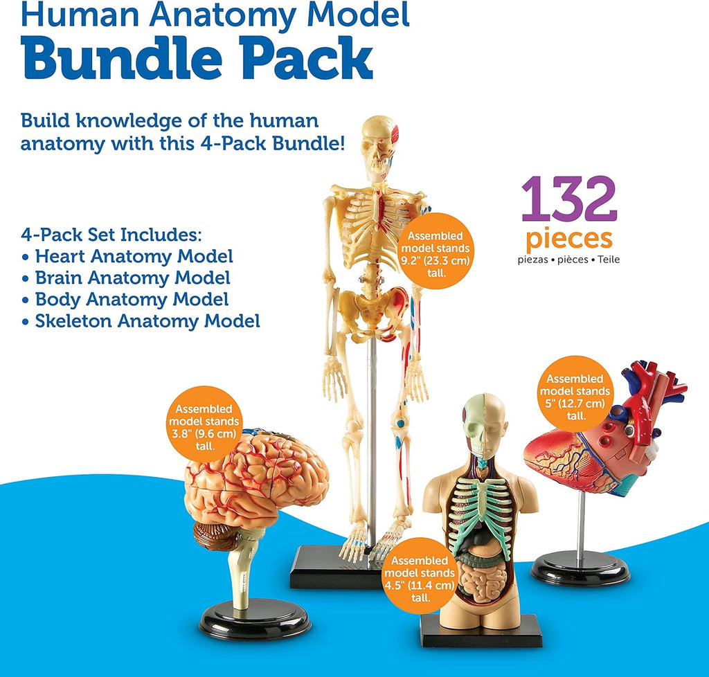 Anatomy Models Bundle Set | Skeleton and Physiology, Human Body Model , Science Classroom Must Haves, Biology Teacher