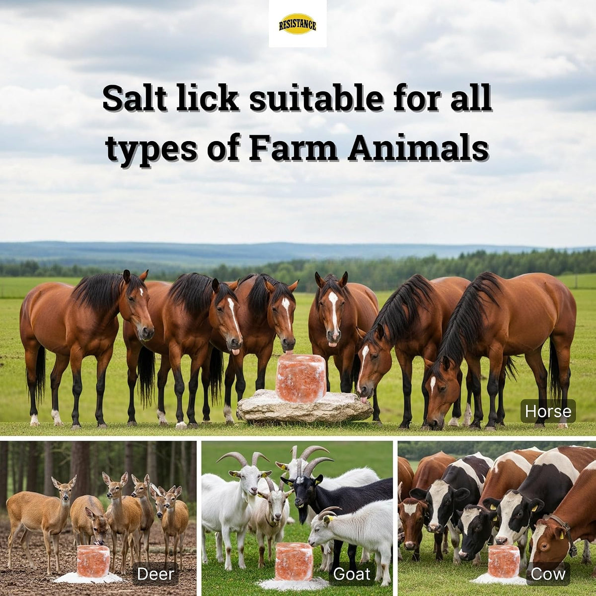 Himalayan Salt Lick 2lb Block on Rope for Horses, Cattle, Deer, Goats, and Livestock – Pack of 4 Blocks