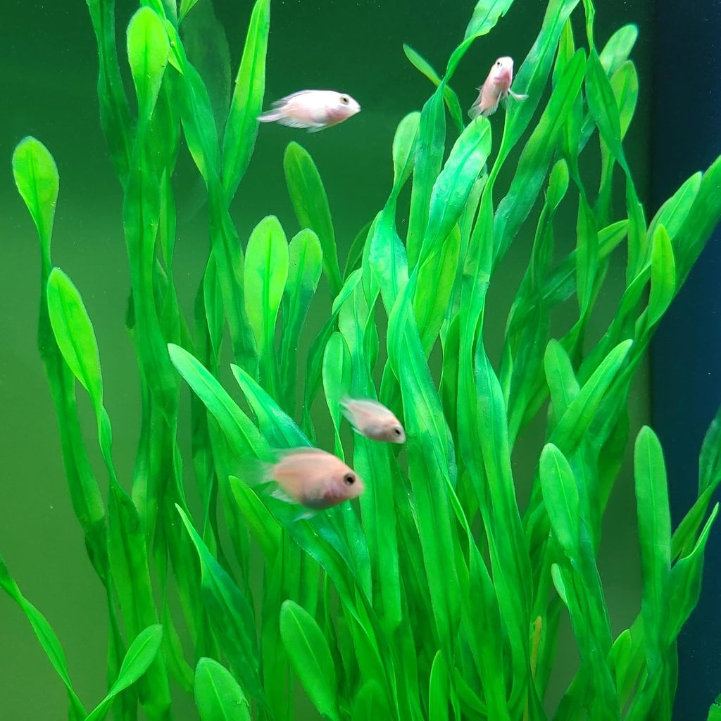 25.98 Inch Tall Aquarium Plants – 2 Pcs Fish Tank Plants Plastic, Large Lifelike Artificial Fish Tank Decorations