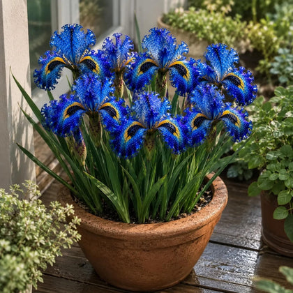 Iris Plant Bulbs, Foliage Display for Outdoor Planters，Color-c：5 bulbs