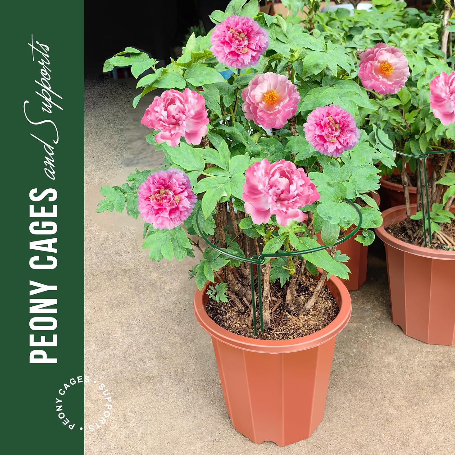 Plant Support Plant Stakes, 6pcs Peony Cages and Supports, Metal Garden Stakes Plant Supports, Plant Support Stakes