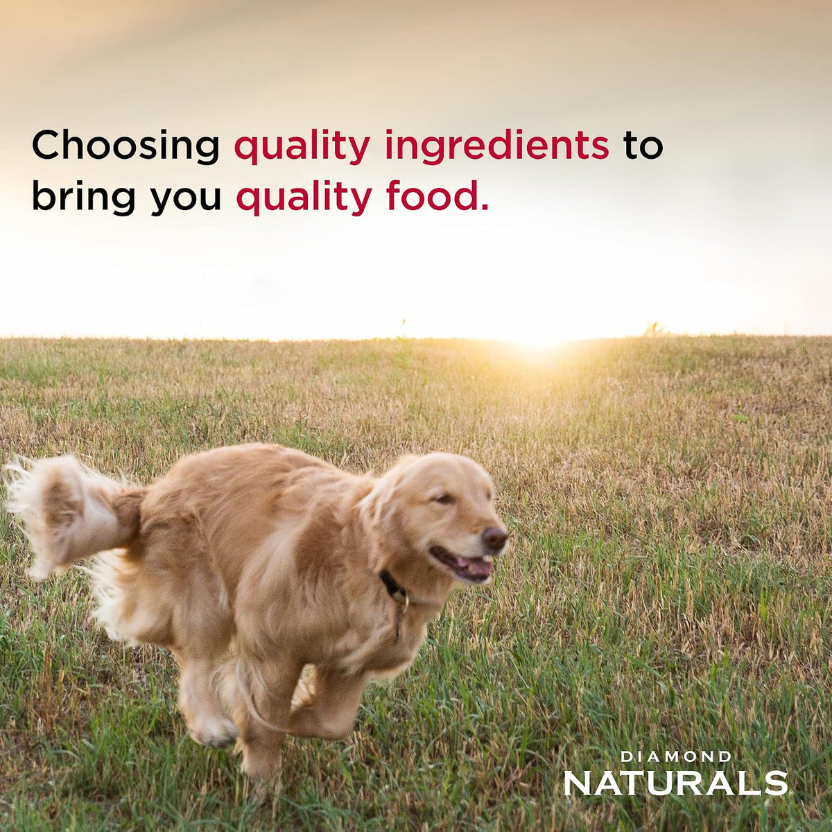 Adult Dry Dog Food, Beef Meal & Rice, 40lb