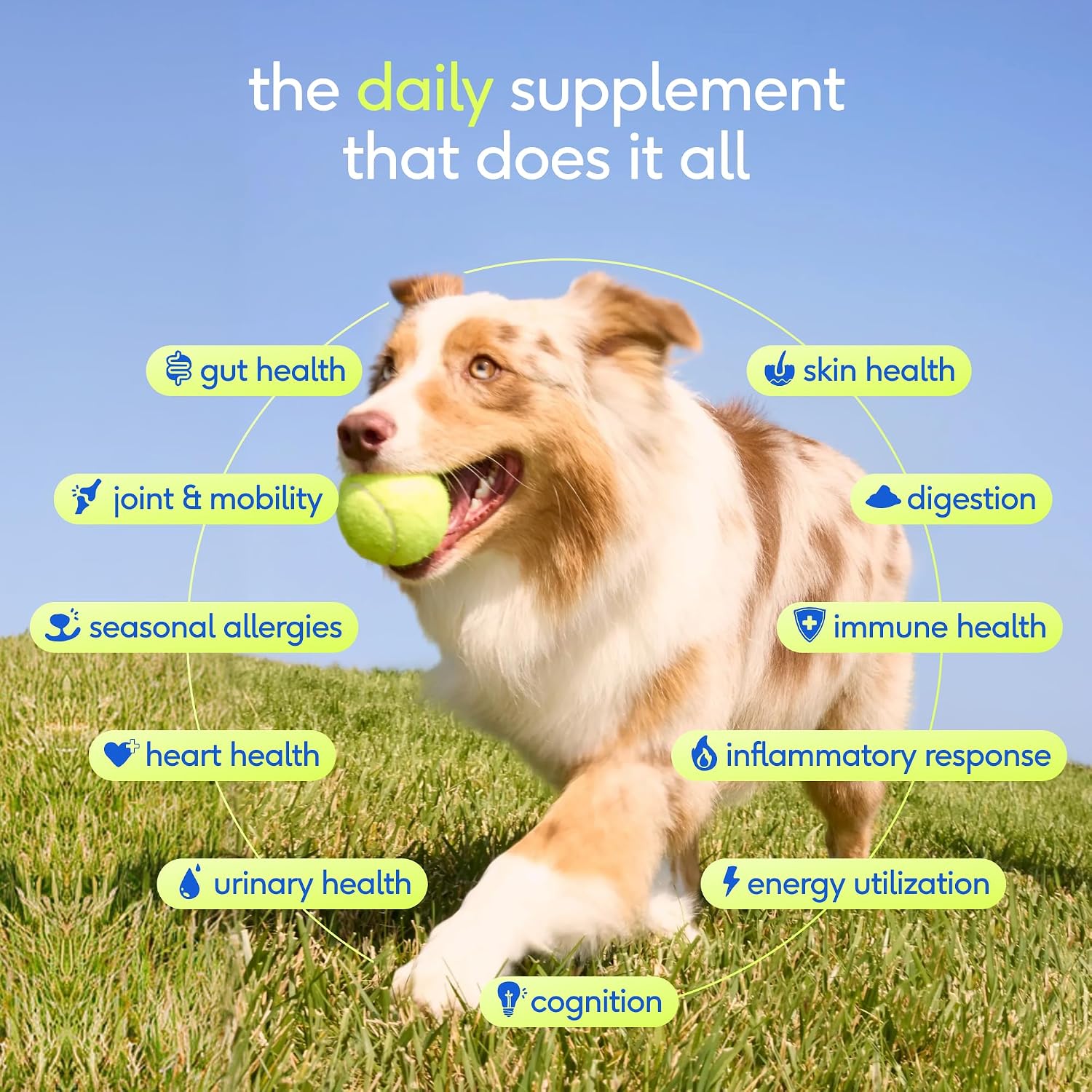 The Daily Dog Vitamins & Supplements - 11-in-1 Multivitamin Powder for Dogs - Supports Whole Body Health, Digestion