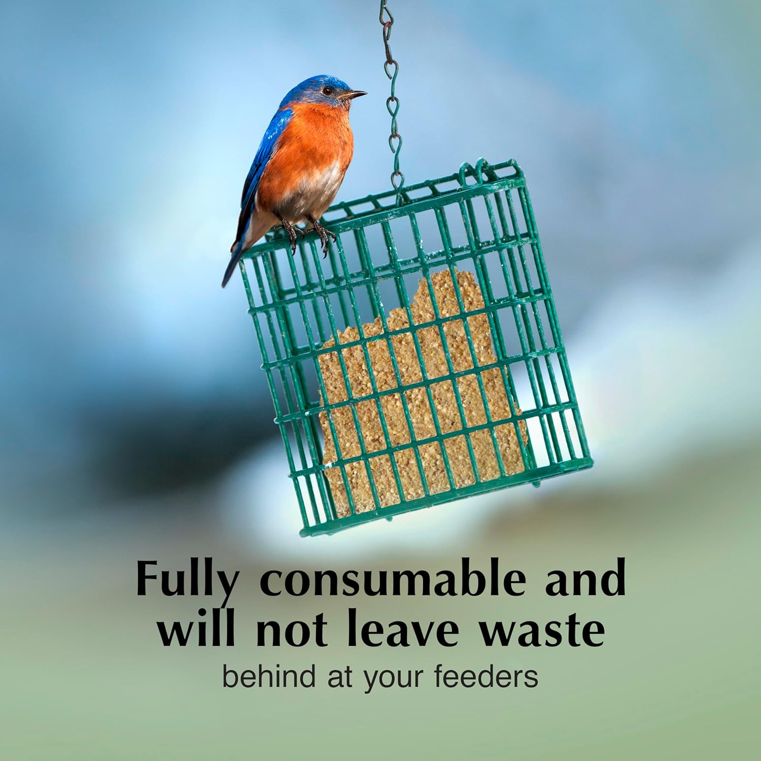 Mealworm Delight No Melt Suet Dough, Suet Cakes for Wild Birds | Mealworm suet, year-round no melt formula up to