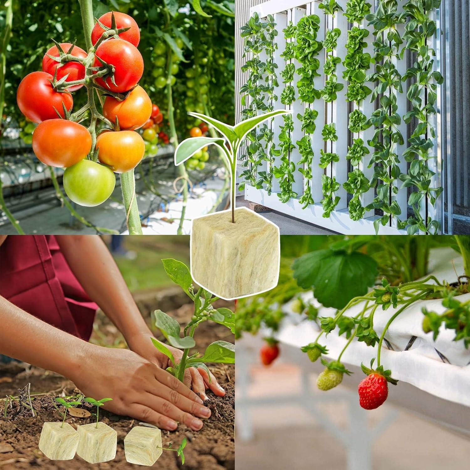 1.5 in Rockwool Cubes for Hydroponics, 196 Plugs Seed Starter Cube | High Germination Rate for Vegetables & Herbs