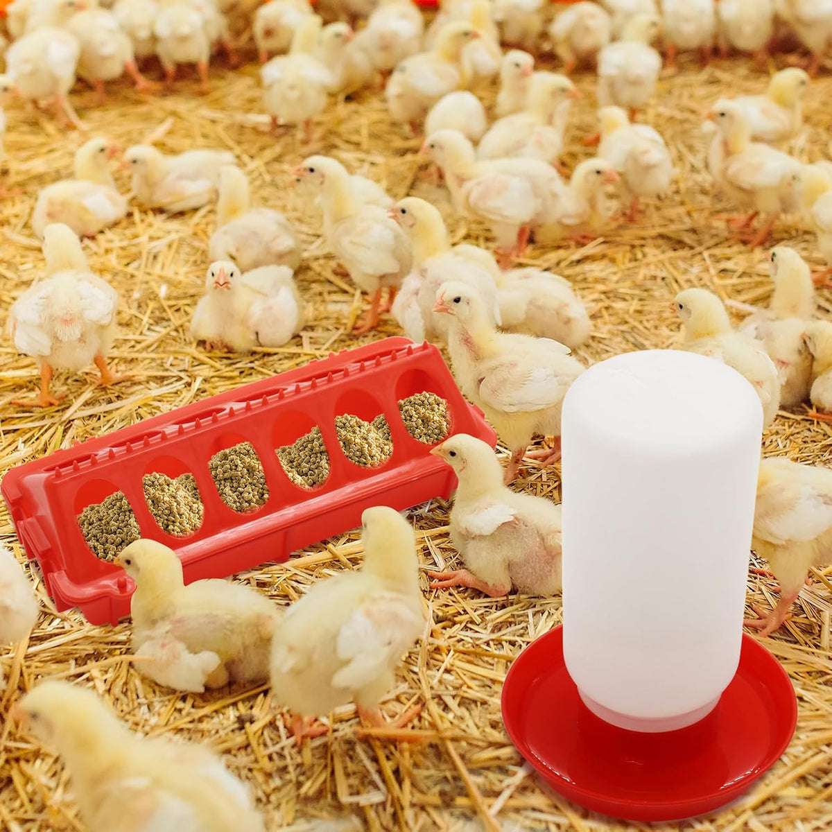 Chicken Feeder and Waterer Kit
