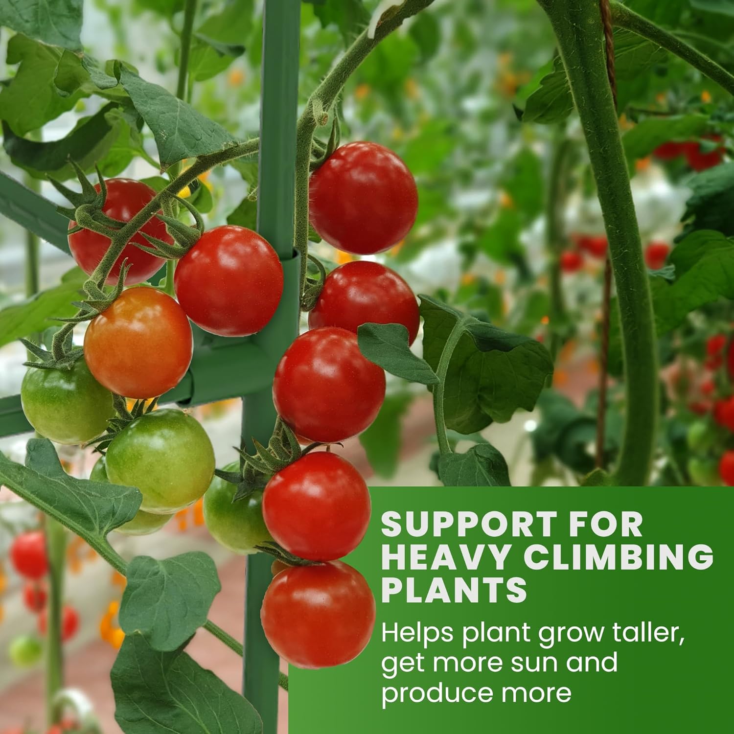 Square Tomato Cage - Large Trellis Stakes and Plant Support Structures for Vegetables and Climbing Plants - Tall