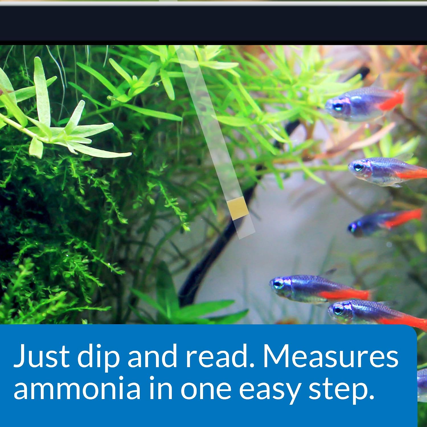 AMMONIA TEST STRIPS Freshwater and Saltwater Aquarium Water Test Strips 25-Test Box
