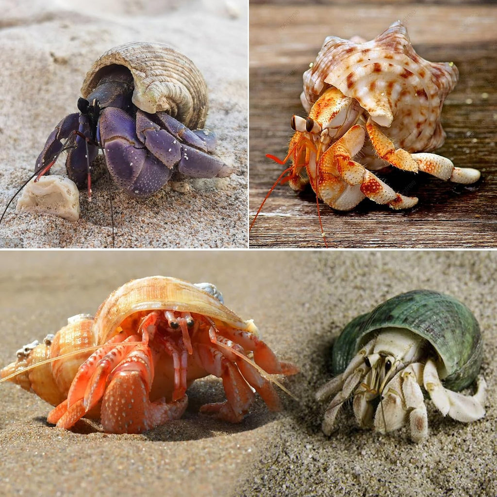 8PCS Hermit Crab Shells Medium to Large, Natural Sea Conch 2.3"-3.5"