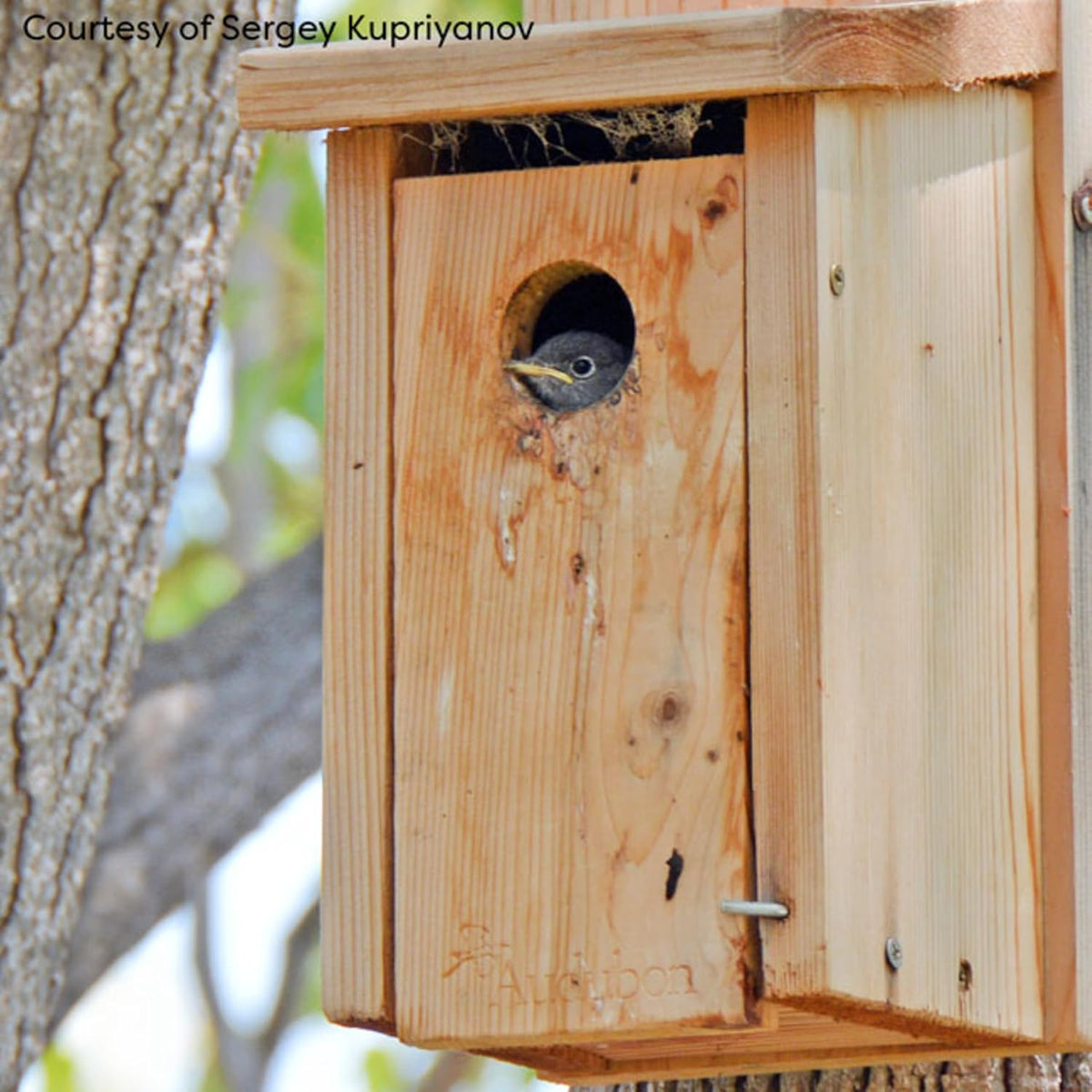 NABB Audubon Cedar Bluebird House
