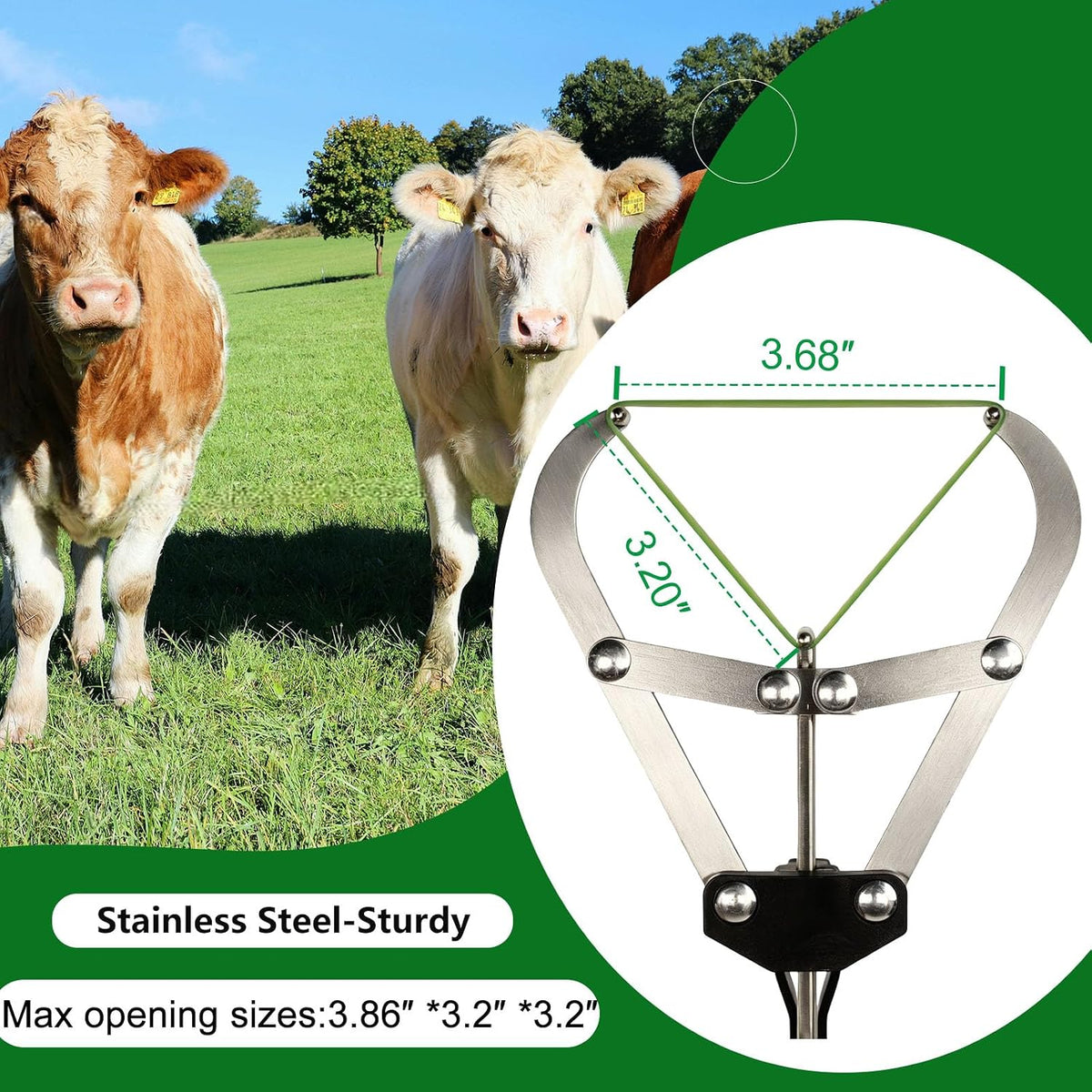 Extra Large Cattle Banding Tools with a Bander and 24pcs Large Bands
