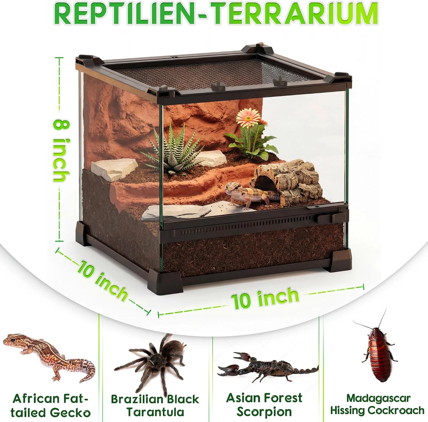 10"x10"x8" Reptile Terrarium, Single-Door Glass Terrestrial Vivarium for Small Desert Reptiles Such as Juvenile