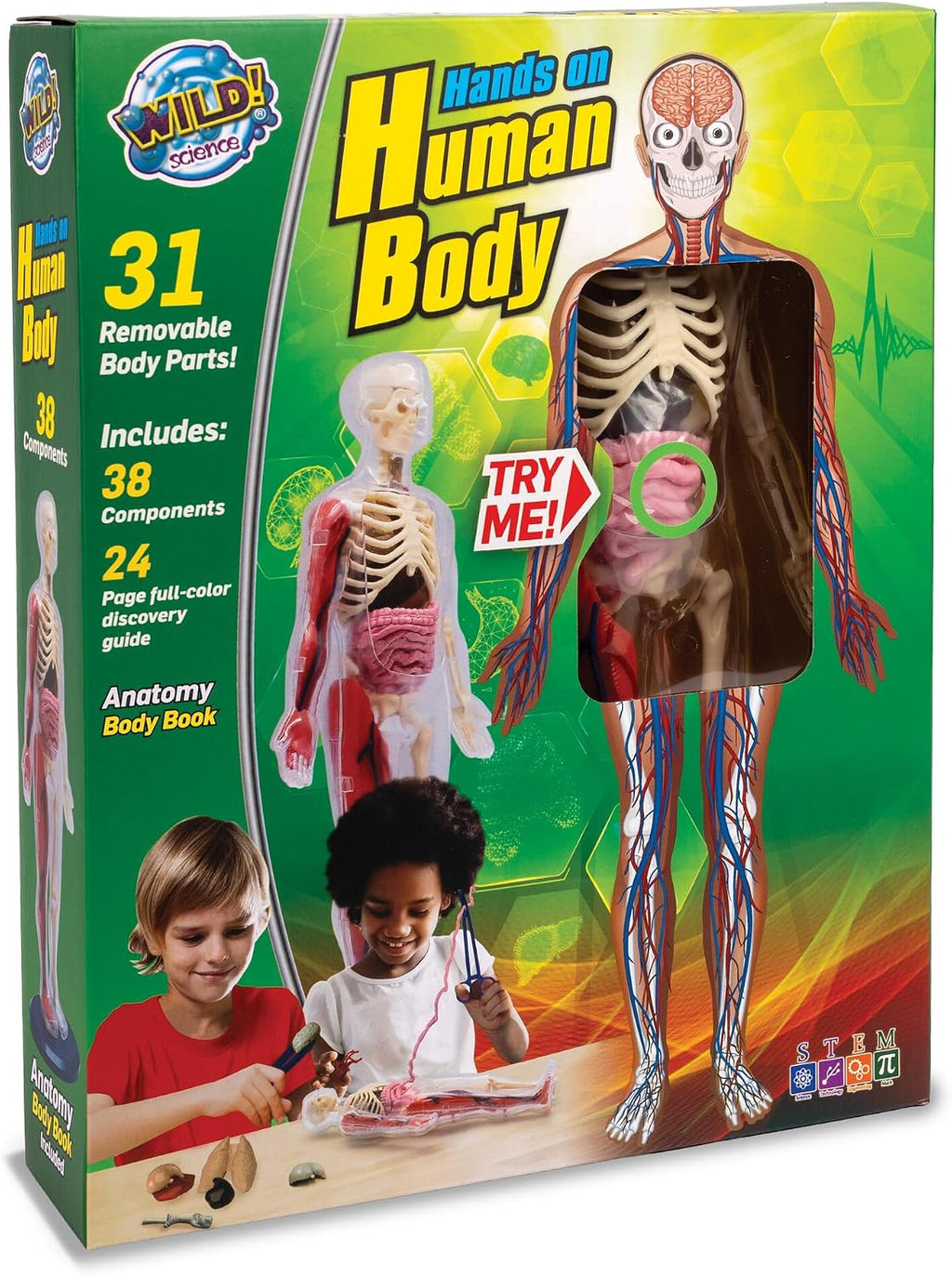 Human Body Anatomy Model Kit – 31-Piece Interactive STEM Set with 9 Squishy Organs, Bones, Muscles & Blood Vessels