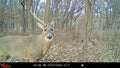 Insite-V Cellular Trail Camera 32 MP, 80ft Detection