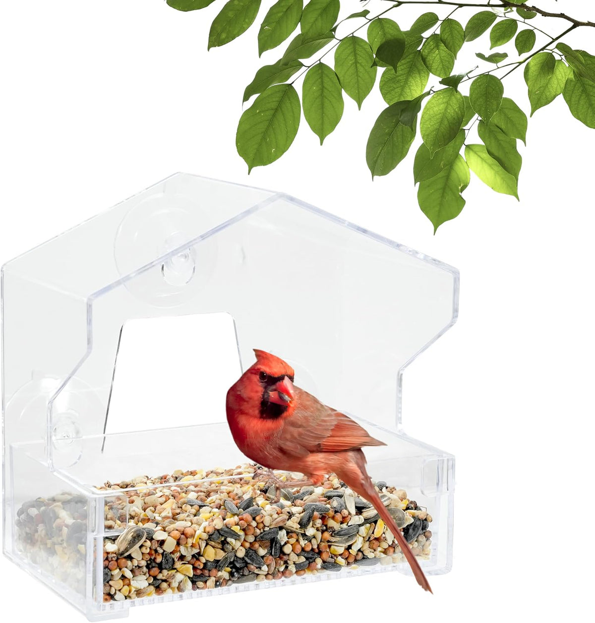 Clear Outdoor Window Bird Feeder with Strong Suction Cups – 1/2 Lb Seed Capacity - Perky Pet 345 - Entertaining Bird
