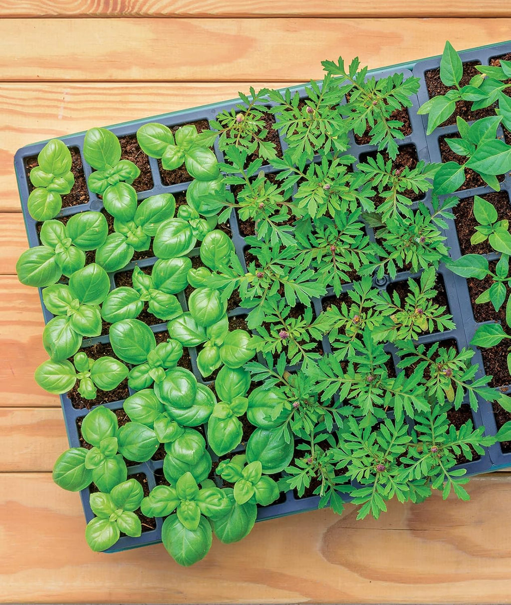 Greenhouse Indoor Starting Herbs, Flowers and Vegetables | Includes Dome, Watering, Seed Starter Tray, Coir Pellets |