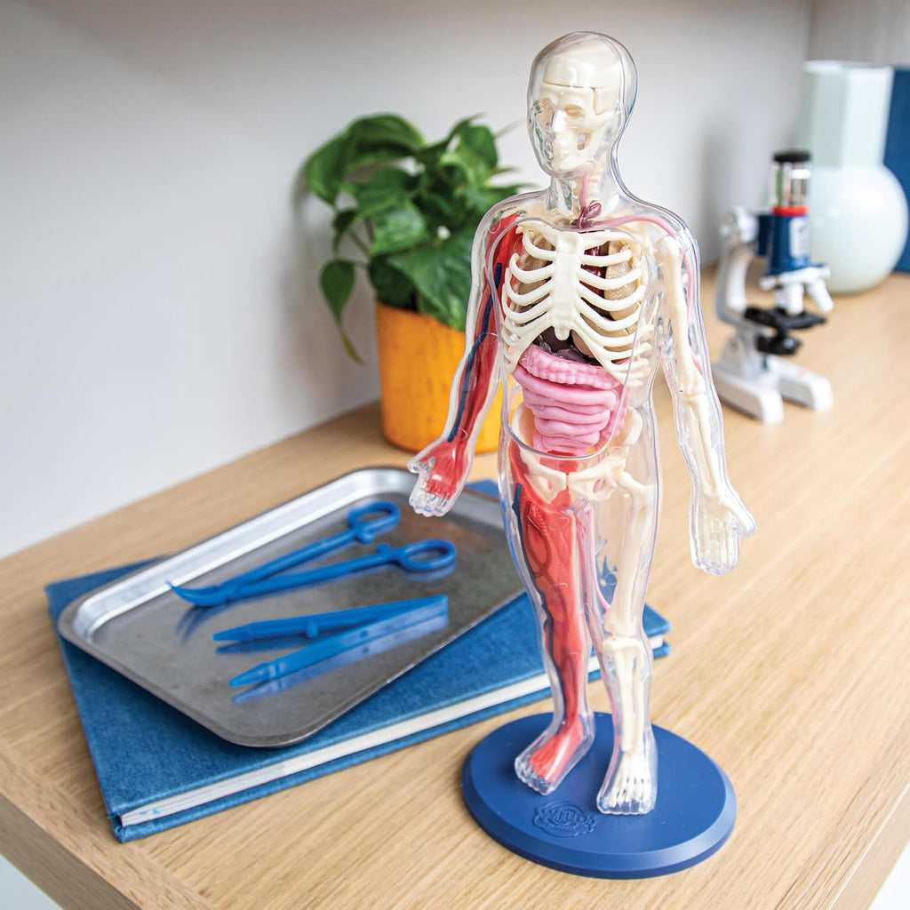 Human Body Anatomy Model Kit – 31-Piece Interactive STEM Set with 9 Squishy Organs, Bones, Muscles & Blood Vessels