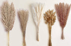 115 Stems Dried Pampas Grass, Natural Boho Table Decor Length 17"