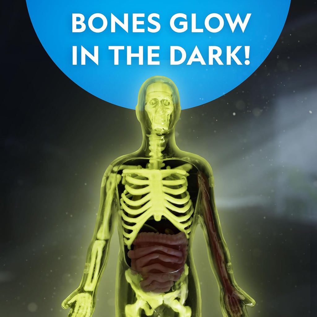 National Geographic Human Body Model for Kids 32-Piece Anatomy Set | Glow-in-the-Dark Bones, Organs & Muscles