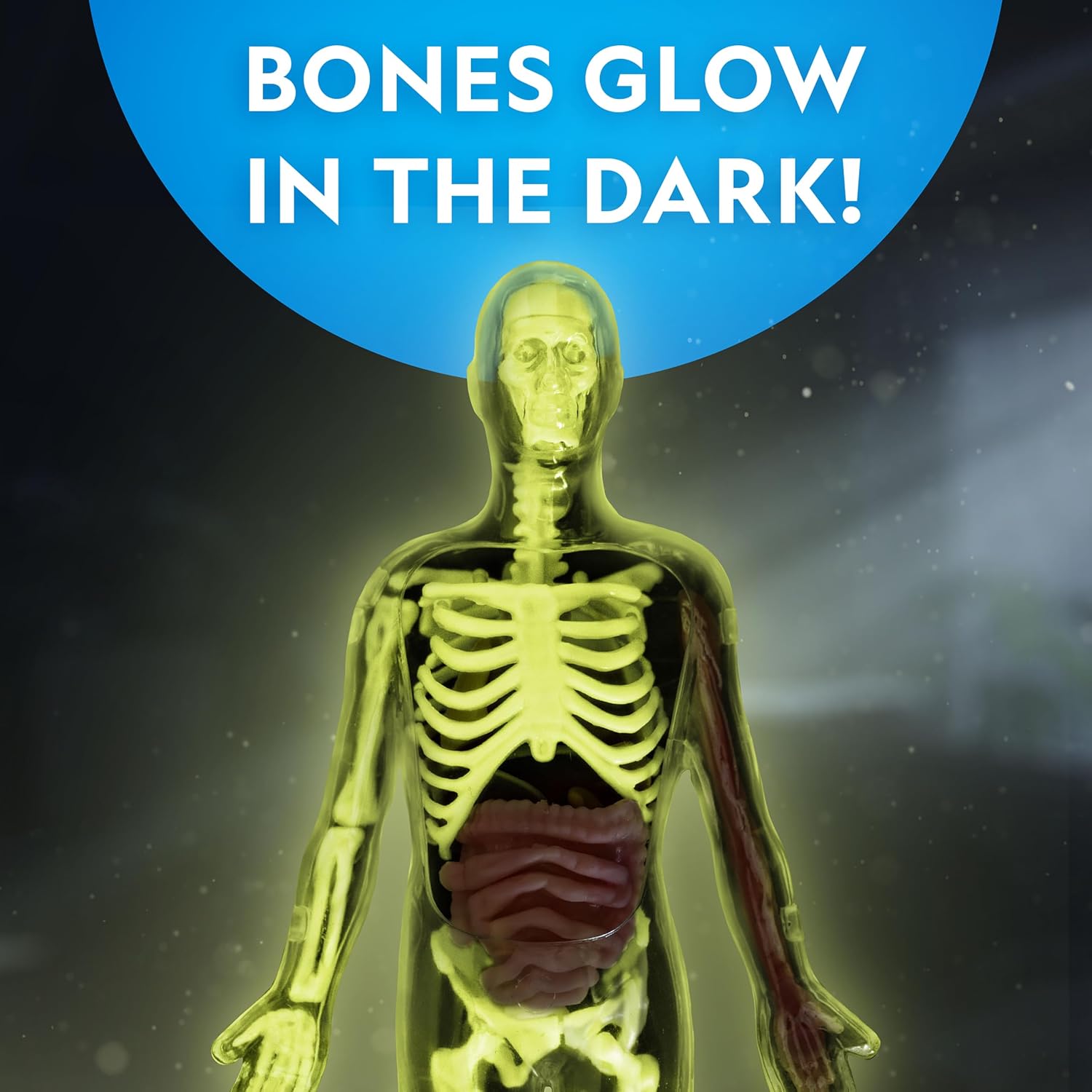 National Geographic Human Body Model for Kids 32-Piece Anatomy Set | Glow-in-the-Dark Bones, Organs & Muscles