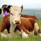 100 Pcs Blank Cattle Ear Tags Large Plastic Animal Cow Tags, Purple