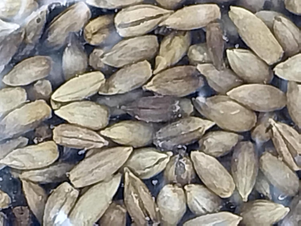 1lb Sterilized Rye Berry Grain Mushroom Substrate Bag for Mushroom Cultivation and Making Grain Spawn