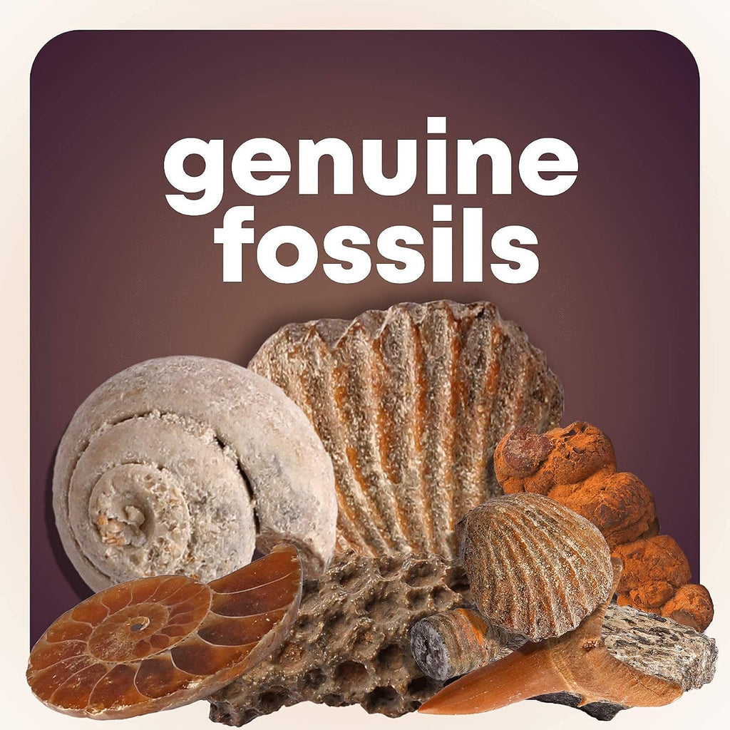 Rock Collection for Kids - Includes 250+ Bulk Rocks, Gemstones & Crystals + Genuine Fossils and Minerals - 2 Lbs.