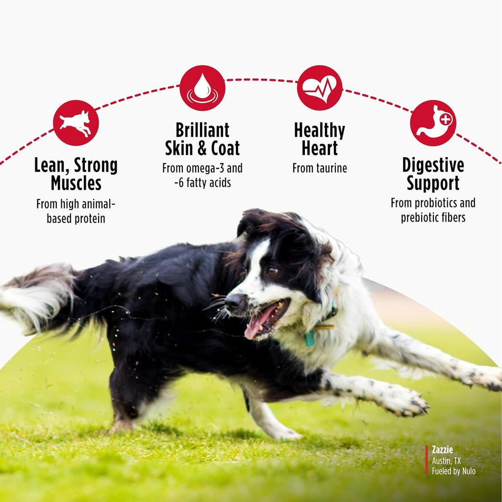 FreeStyle Limited Ingredient Dry Dog Food - High Protein Salmon Recipe, Natural Grain Free Dog Food for Puppies &