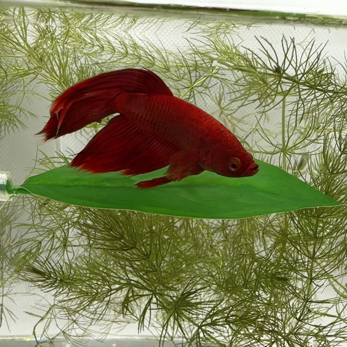 Magnetic Betta Leaf Hammock Bed for Aquariums and Fish Tanks (Single Betta Leaf)