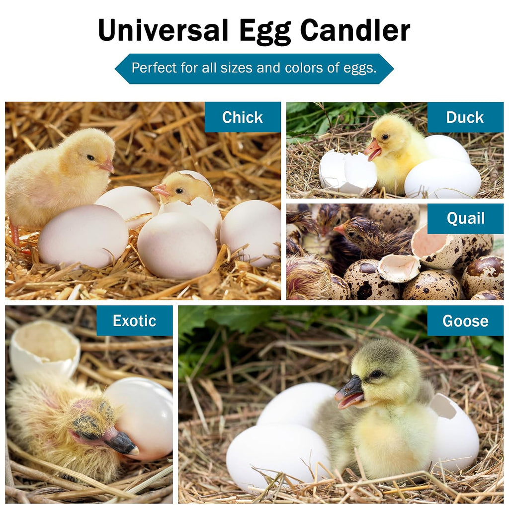 Incu-Bright Ultra Bright LED Egg Candler - Portable Light for All Egg Size